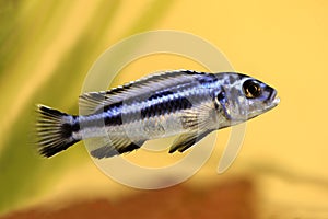 Blue gray mbuna malawi cichlid Melanochromis johannii aquarium fish johanni