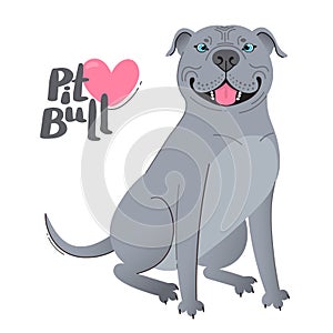 Blue gray pit bull terrier. Happy pitbull. Vector illustration