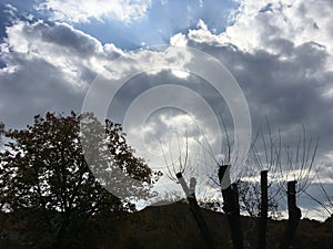 Blue-gray sky, sun through the clouds. Chopped trees.