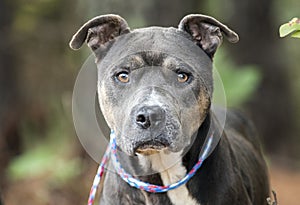 Blue gray tan Pitbull Terrier dog portrait