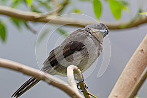 Blue-Gray Tanager Bird on Branch