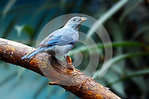 Blue-gray tanager bird sitting on a branch, holding a piece of a fruit in its beak