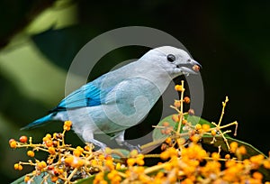 A Blue-gray Tanager eating a berry