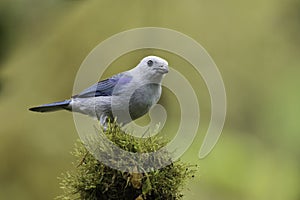 A Blue-gray Tanager in Ecuador