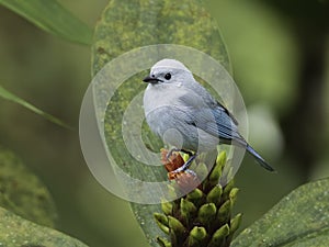 A Blue-gray Tanager in Ecuador