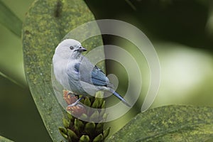 A Blue-gray Tanager in Ecuador