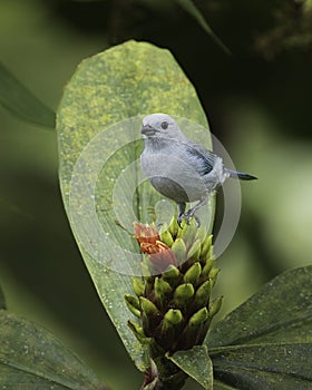 A Blue-gray Tanager in Ecuador