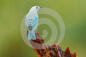 Blue-gray Tanager, exotic tropic blue bird from Costa Rica. Bird sitting on beautiful green moss branch. Birdwatching in South Ame