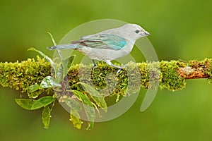 Blue-gray Tanager, exotic tropic blue bird from Costa Rica. Bird sitting on beautiful green moss branch. Birdwatching in South Ame photo
