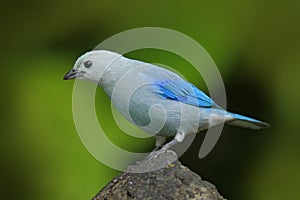 Blue-gray Tanager, exotic tropic blue bird form Panama