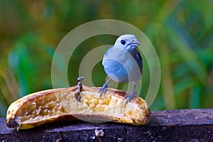 Blue-gray tanager looking for food in cloud forest in Alajuela, Costa Rica