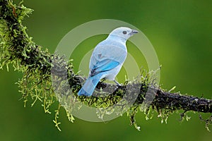 Blue-gray tanager on mossy branch in green vegetation with yellow flowers.. Light blue bird from jungle. Cute bird from Costa Rica