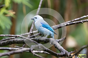 Blue-gray Tanager perching on a branch of tree