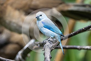 Blue-gray Tanager perching on a branch of tree