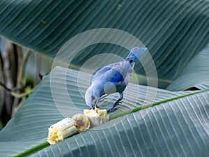 The Blue-gray Tanager, Tangara episcopus, sits on a banana leaf and feeds on the fruit. Colombia