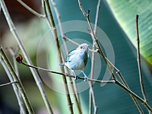 The Blue-gray Tanager, Tangara episcopus, sits on a twig and observes its surroundings. Colombia photo