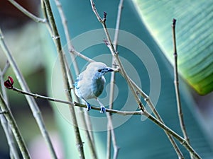 The Blue-gray Tanager, Tangara episcopus, sits on a twig and observes its surroundings. Colombia photo