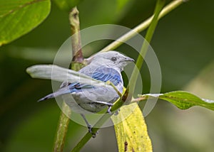 Blue-gray Tanager Thraupis episcopus