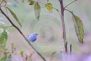 Blue-gray Tanager Thraupis episcopus