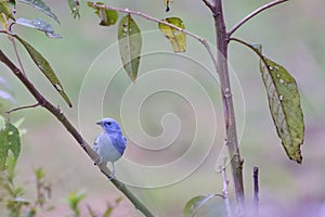Blue-gray Tanager Thraupis episcopus