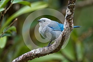 Blue-gray Tanager - Thraupis episcopus