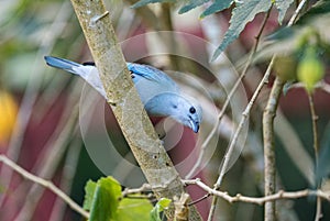 Blue-gray Tanager - Thraupis episcopus photo