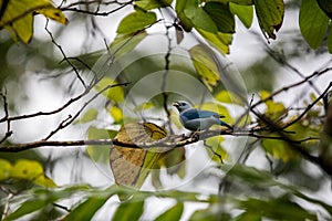 The blue-gray tanager Thraupis episcopus at bird feeder