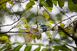 The blue-gray tanager Thraupis episcopus at bird feeder