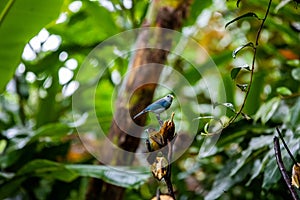 The blue-gray tanager Thraupis episcopus at bird feeder