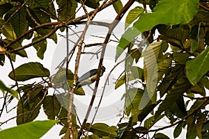 The blue-gray tanager Thraupis episcopus at bird feeder