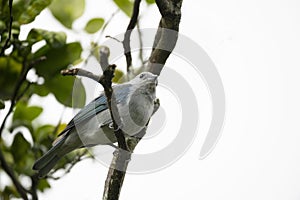 Blue-gray Tanager Thraupis episcopus photo