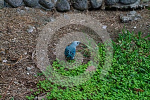 Blue-Gray Tanager (Thraupis episcopus) in Costa Rica