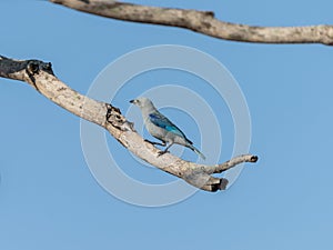 Blue-Gray Tanager (Thraupis episcopus) in Costa Rica