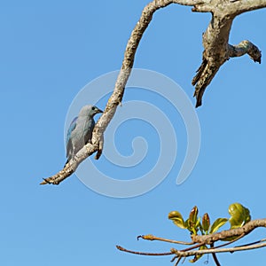 Blue-Gray Tanager (Thraupis episcopus) in Costa Rica