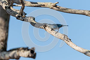 Blue-Gray Tanager (Thraupis episcopus) in Costa Rica