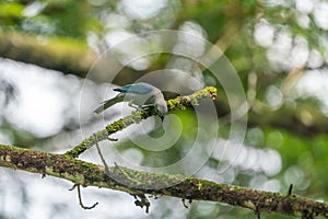 Blue-Gray Tanager (Thraupis episcopus) in Costa Rica