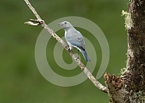 Blue-gray tanager Thraupis episcopus, Costa Rica photo