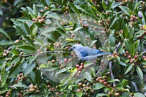 Blue-gray Tanager, Thraupis episcopus, feeding in a fig tree