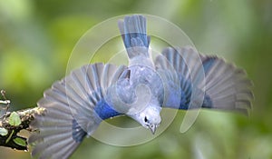 Blue-gray tanager (Thraupis episcopus) in flight with spread wings photo