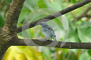 A blue-gray tanager (Thraupis episcopus) hanging over a branch in Boquete Garden Inn lodge, in the highlands of western Panama