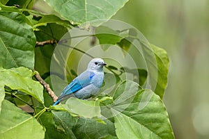Blue-gray tanager, Thraupis episcopus, La Fortuna Volcano Arenal, Costa Rica wildlife