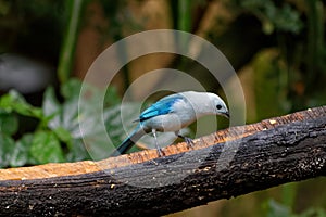 Blue-gray tanager Thraupis episcopus is a medium-sized songbird 01