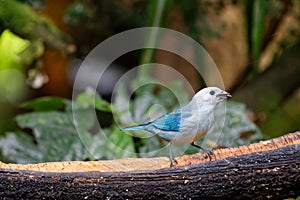 Blue-gray tanager Thraupis episcopus is a medium-sized songbird 04