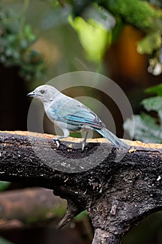 Blue-gray tanager Thraupis episcopus is a medium-sized songbird 05