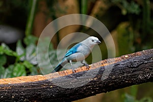 Blue-gray tanager Thraupis episcopus is a medium-sized songbird 02 photo