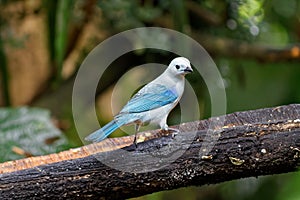 Blue-gray tanager Thraupis episcopus is a medium-sized songbird 08 photo