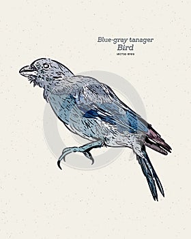 The blue-gray tanager Thraupis episcopus is a medium-sized South American songbird of the tanager family, hand draw sketch