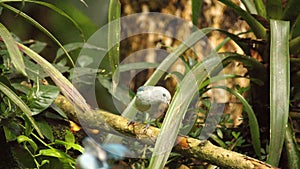 Blue-gray tanager perched on a branch photo