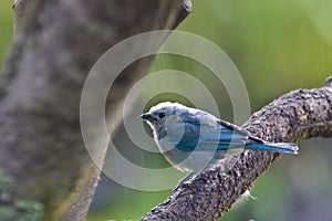 Blue-gray Tanager, Thraupis episcopus, perched in the rain