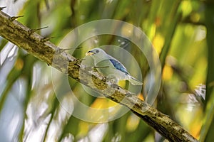Blue-gray tanager (Thraupis episcopus) perched on a spiny branch